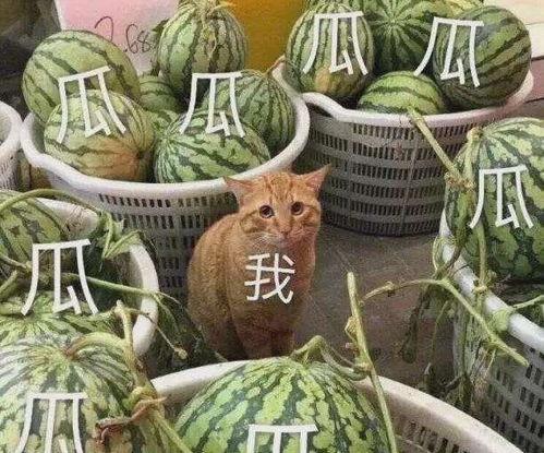 黄色瓜最新爆料,最新爆料背后的惊人真相